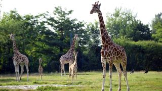 Giraffen stehen auf der Anlage, Foto: Thomas Ernst