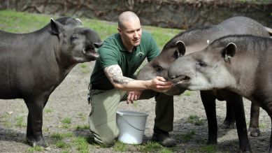 Tierpfleger Carsten Schwend mit drei Tapiren, Foto: Thomas Ernst