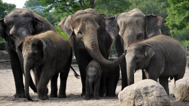 Elefantenfamilie, Foto: Thomas Ernst