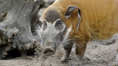 Ein Pinselohrschwein, Foto: Thomas Ernst
