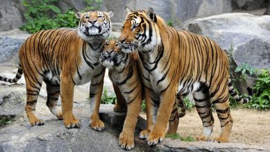 Hinterindische-Tiger-Gruppe, Foto: Thomas Ernst
