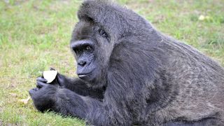 Gorilla-Dame Fatou, Foto: Thomas Ernst