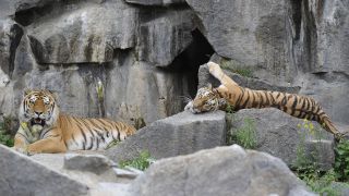 Sibirisches Tigerpaar, Foto: Niels Leiser