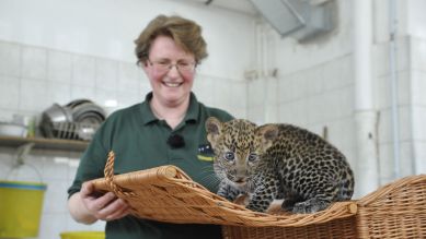 Java-Leopard Timang mit seiner Tierpflegerin, Foto: Niels Leiser