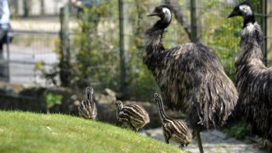 Emus mit ihren Küken, Foto: Thomas Ernst