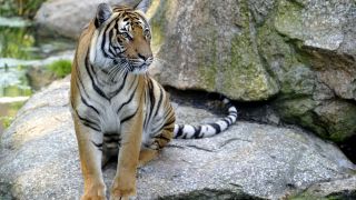 Ein Hinterindischer Tiger, Foto: Thomas Ernst