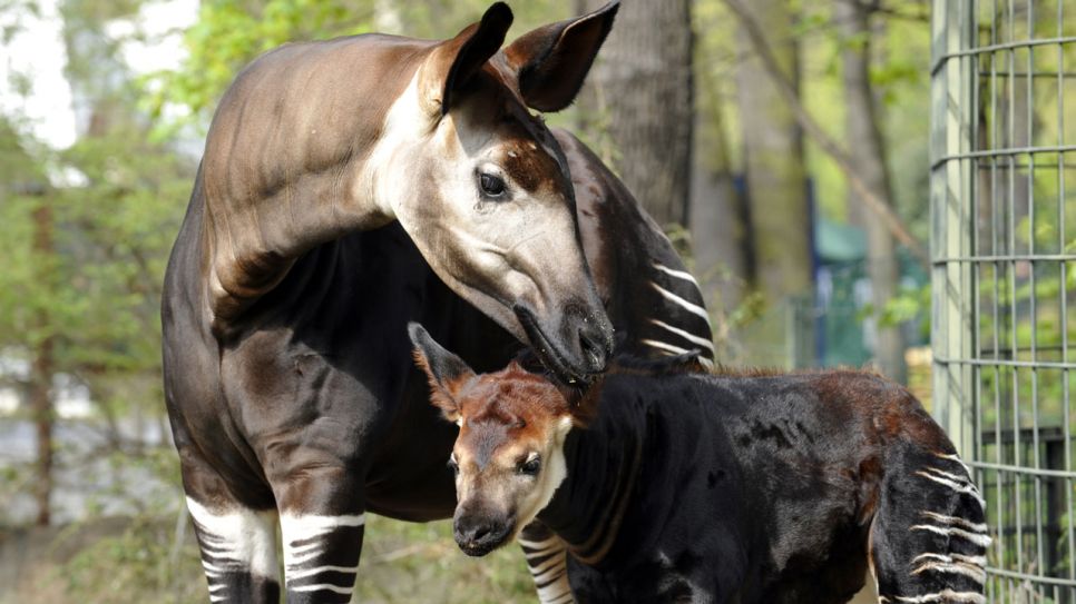 Okapimutter mit ihrer Tochter, Foto: Thomas Ernst