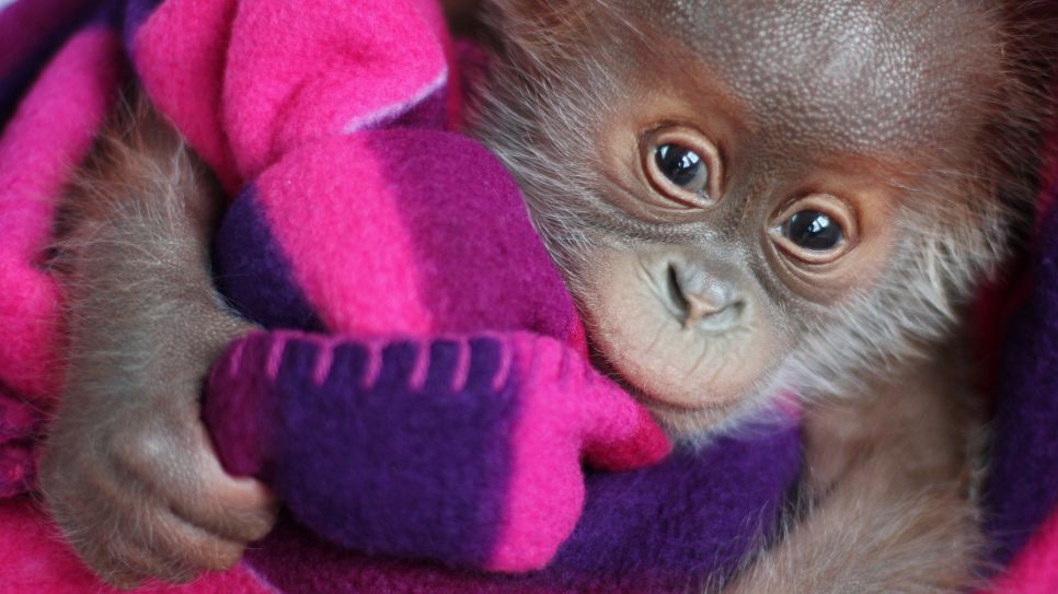 Orang Utan Baby Rieke zieht bald um (Quelle: Zoo Berlin)