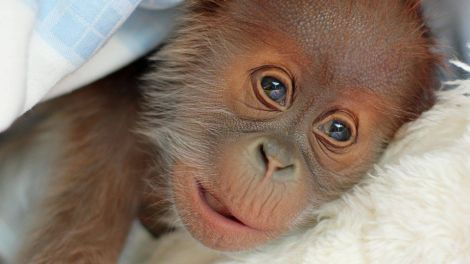 Orang Utan Baby Zoo (Quelle: Zoo Berlin)