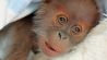Orang Utan Baby Zoo (Quelle: Zoo Berlin)