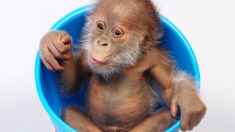 Orang Utan Baby heißt jetzt Rieke (Quelle Zoo Berlin)