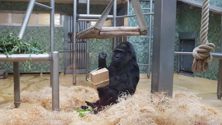 Gorilladame Fatou im Berliner Zoo packt schon einmal Geschenke aus (Quelle: rbb)