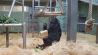Gorilladame Fatou im Berliner Zoo packt schon einmal Geschenke aus (Quelle: rbb)