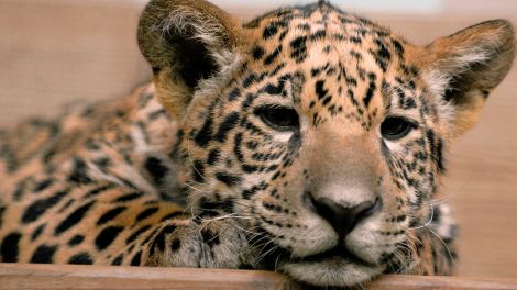Eines der Jaguarjungen © rbb/Thomas Ernst
