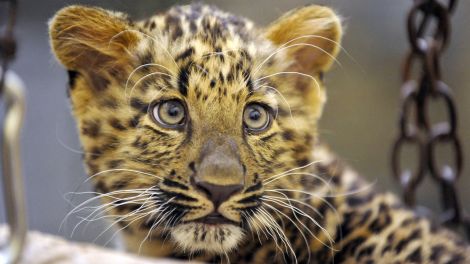 Chinaleopardin Nehama ist vier Wochen alt. © rbb/Thomas Ernst