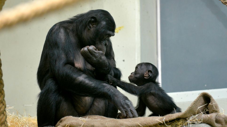 Bonobobaby