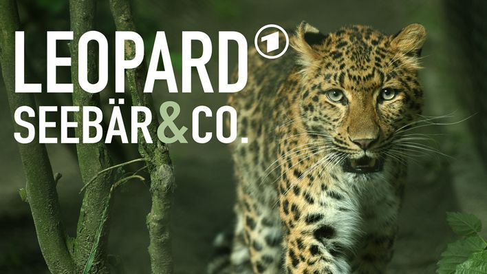 Leopard, Seebär & Co. Leopard, Seebär und Co. Geschichten aus dem Tierpark Hagenbeck in Hamburg Logo