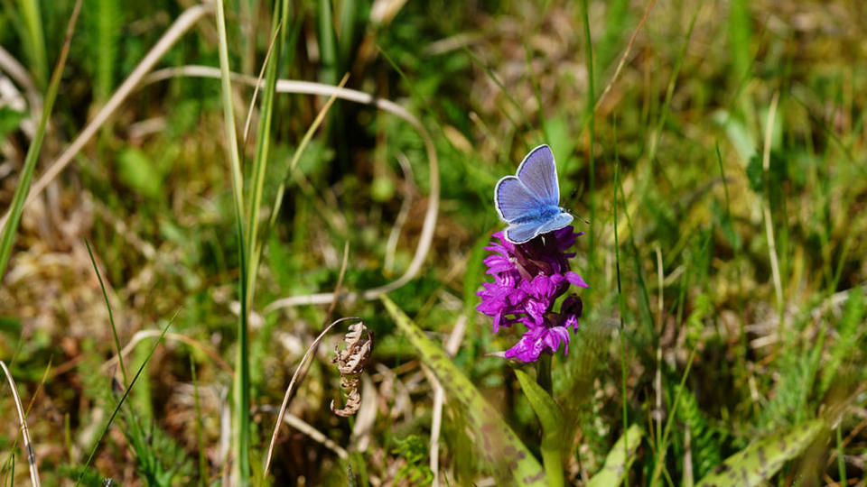 Schmetterlinge, Quelle: rbb