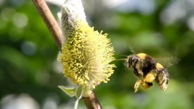 Hummeln - Bienen im Pelz (24.03.21, 10:15)