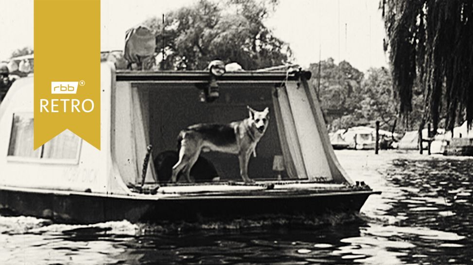 Hund auf Boot stehend auf Havel (Quelle: rbb)