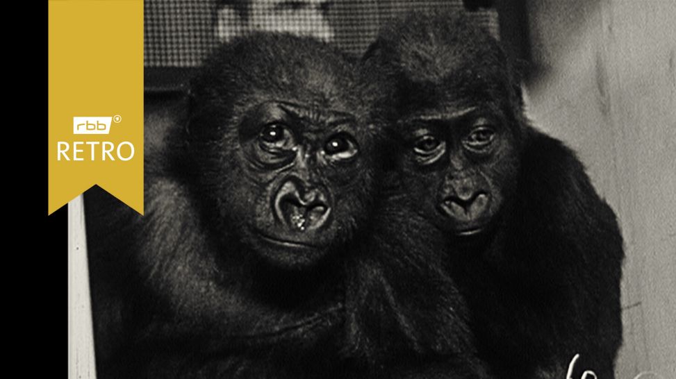 Zwei Gorilla-Jungen (Quelle: rbb)