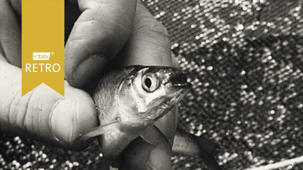 Kleiner Fisch zwischen Fingern (Quelle: rbb)