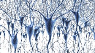 Computeranimierte Grafik von Nervenzellen (Quelle: imago/Science Photo Library)