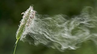 Pollen vom Wiesen-Fuchsschwanz wehen durch die Luft (Quelle: imago/blickwinkel)