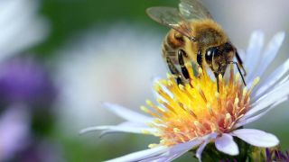 Eine Biene saugt Nektar aus einer blühenden Herbstaster (Quelle: imago/Winfried Rothermel)