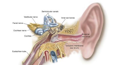 Anatomie eines menschlichen Ohrs (Quelle: imago/StockTrek Images)