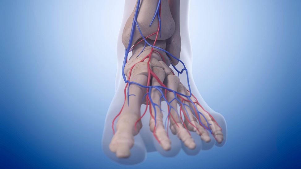 Grafische Darstellung eines Fußes (Quelle: imago/Science Photo Library)