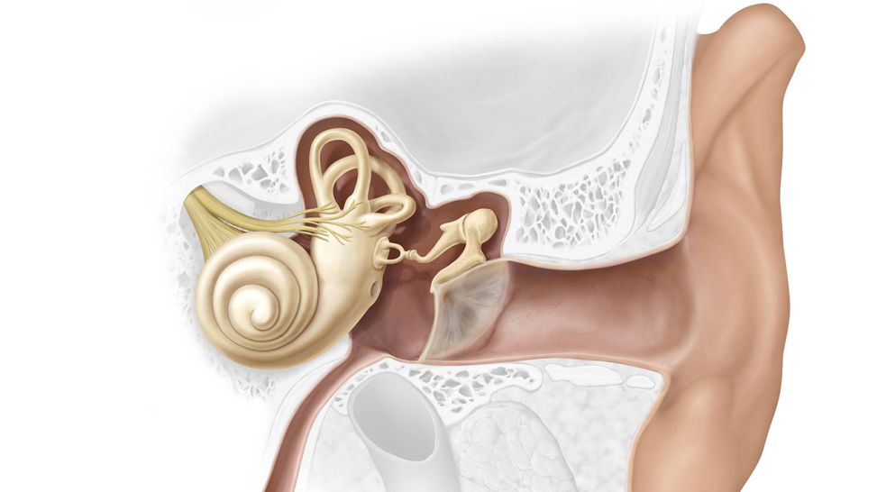 Grafische Darstellung des Ohres (Quelle: imago/UIG)
