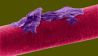 Mikoskopisch hochaufgelöste Darstellung vom Haarkeratin (Quelle: imago/Science Photo Library)