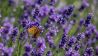 Lavendel (Quelle: imago/Eastnews)