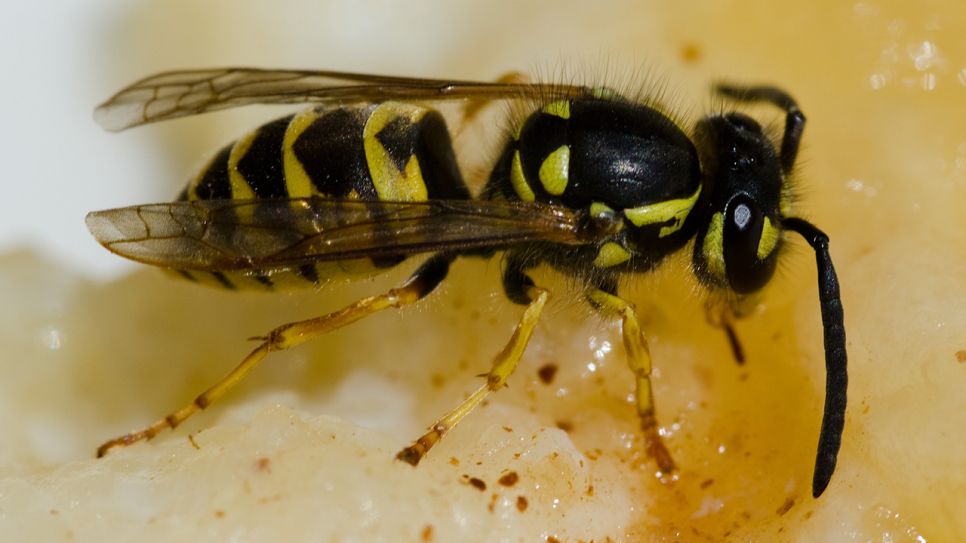 Europäische Wespe auf Frucht (Bild: Colourbox)