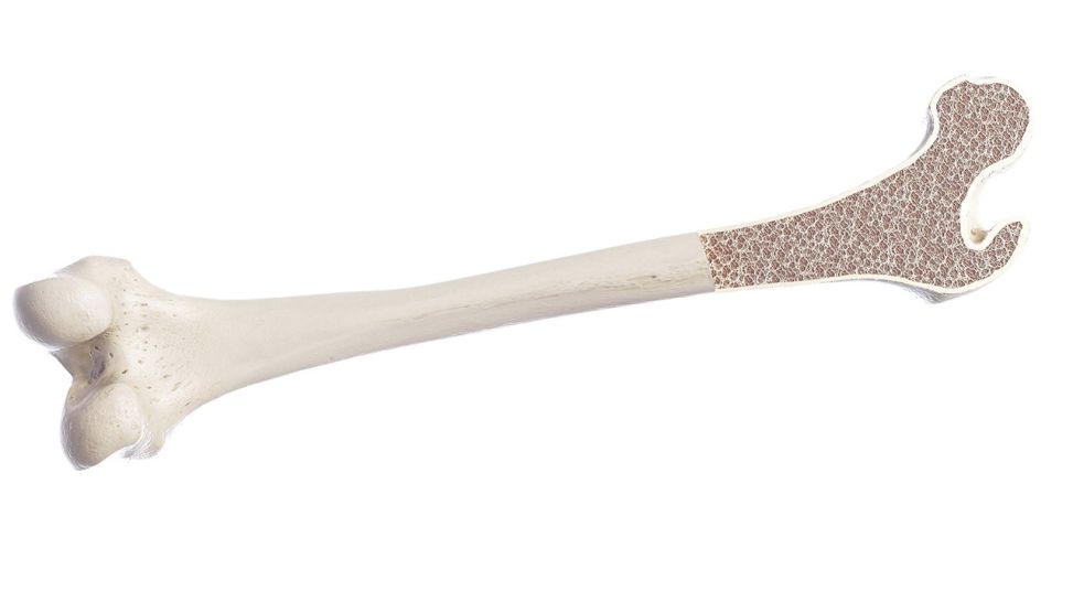 3D-Darstellung eines Knochens von außen und innen (Bild: imago/Science Photo Library)