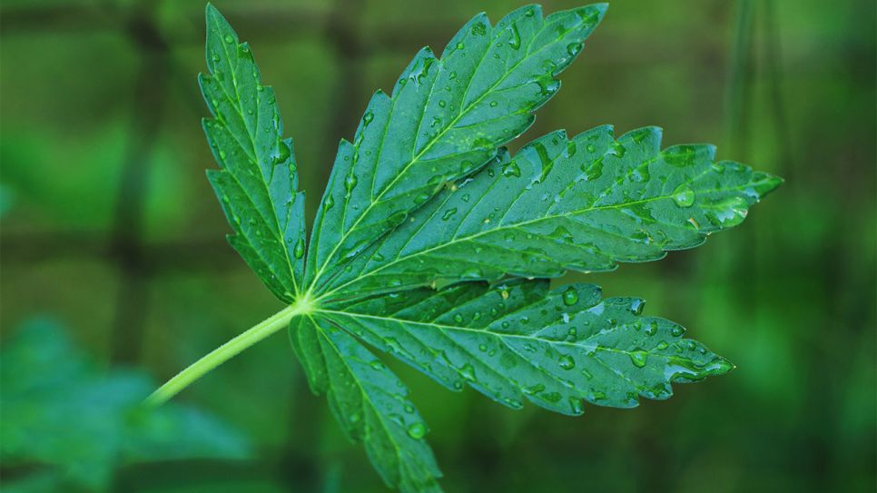 Marihuana-Pflanze mit Wassertropfen (Bild: Colourbox)