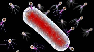 Bakteriophagen infizieren Bakterie (Quelle: imago/Science Photo Library)