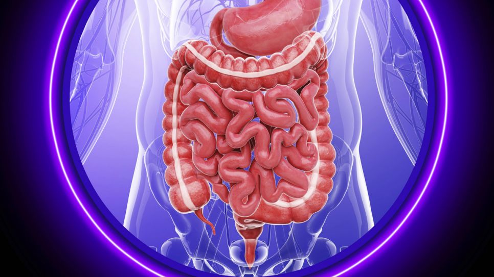 Menschliches Magen-Darm-System, Computergrafik (Quelle: imago/Science Photo Library)