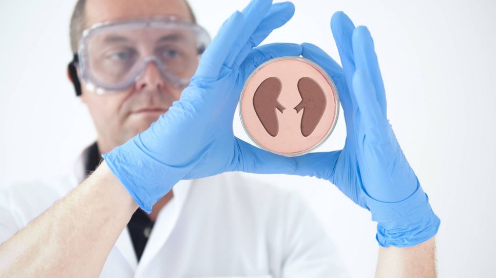 Wissenschaftler hält Petrischale mit Nierendarstellung hoch (Quelle: imago/Richard Wareham)
