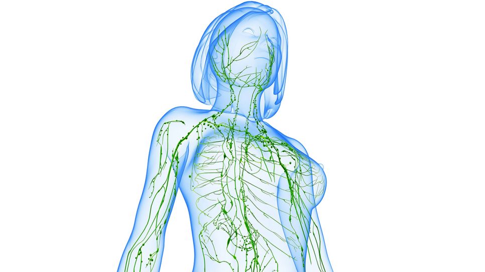 3D-Grafik vom Verlauf des Lymphsystems im weiblichen Körper (Bild: imago images/Photo Science Library)