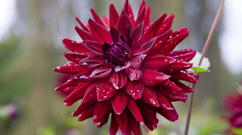 Rote Dahlienblüte Hapet Kennedy (Bild: imago images/blickwinkel)
