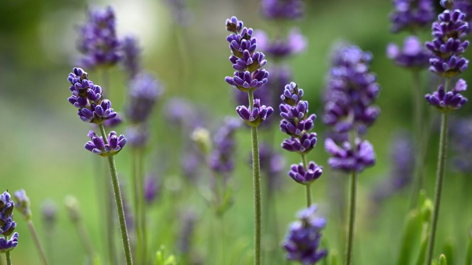 Lavendel (Bild: imago images/Petra Schneider)