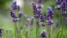 Lavendel (Bild: imago images/Petra Schneider)