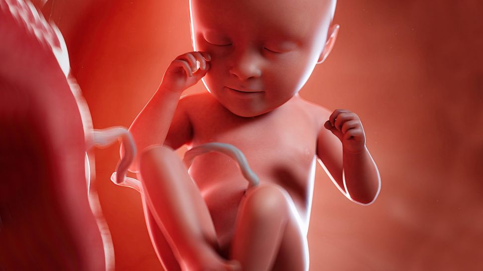 3D-Grafik Embryo im Mutterleib (Bild: imago images/Science Photo Library)