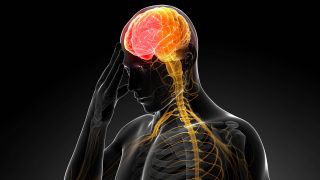3D-Darstellung von Gehirn und Nerven im Rückenmark (Bild: imago images/Panthermedia)