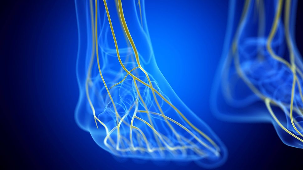 3D-Grafik der Nervenbahnen in den Füßen (Bild: imago images/Science Photo Library)