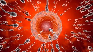 Sperma auf dem Weg zur Eizelle, Animation (Quelle: imago/ Westend61)