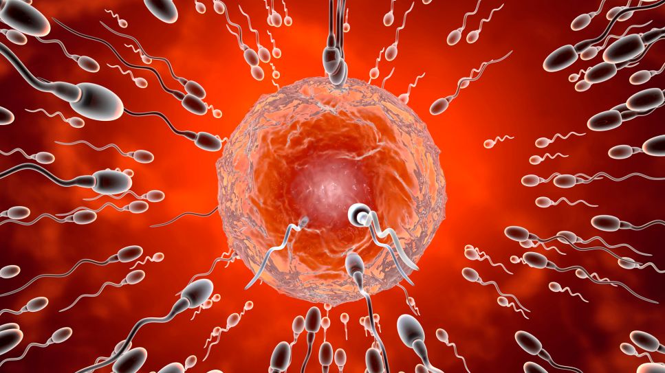 Wie schnell gelangt Sperma zur Eizelle?