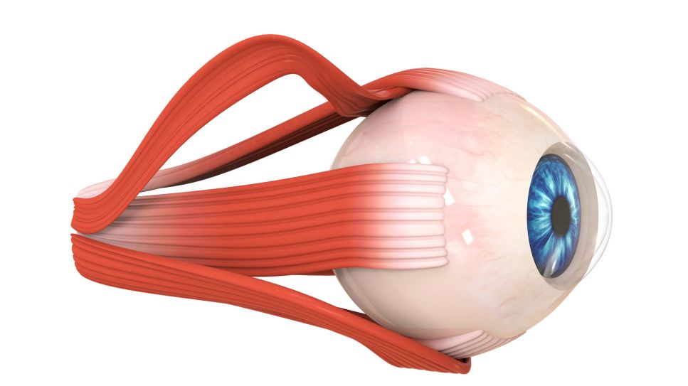 Auge in 3D-Grafik (Quelle: imago/nerthuz)